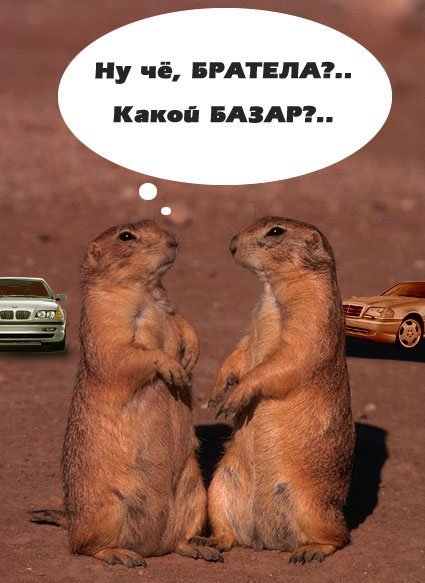 Шутка про суслика