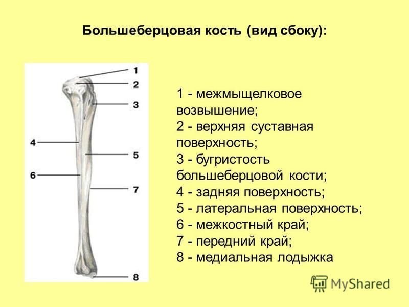 Внутренняя поверхность костей. Большаберцоваякость анатомия. Дистальный эпифиз большеберцовой кости анатомия. Строение большеберцовой кости анатомия. Строение большой берцовой кости человека.