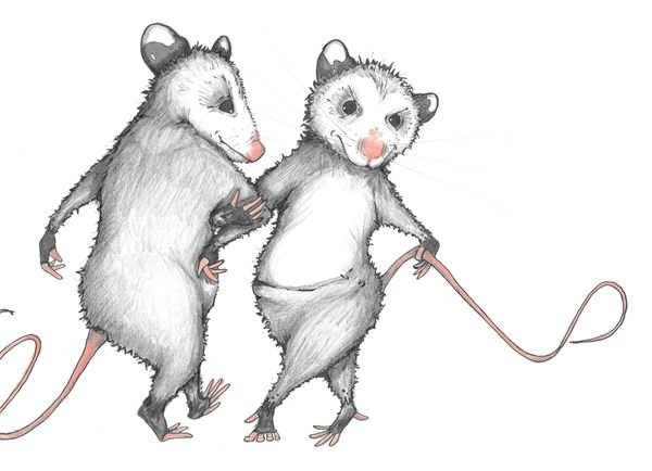 Опоссум арт