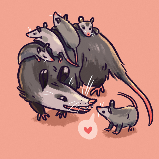 Опоссум анатомия