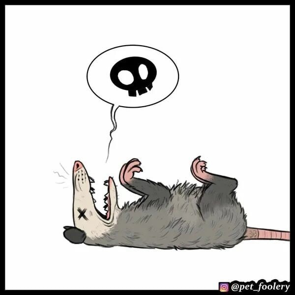 Опоссум прикидывается мертвым