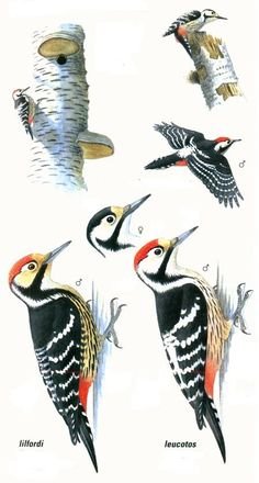 Дятел на белом фоне