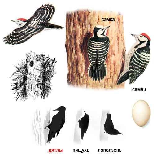 Пестрый дятел на белом фоне