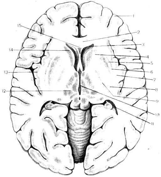 Горизонтальный срез мозга базальные ядра