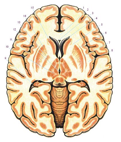 Строение головного мозга поперечный срез