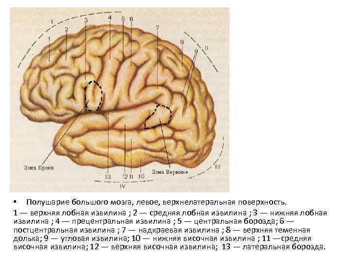 Поверхности коры больших полушарий. Доли борозды и извилины больших полушарий анатомия. Борозды и извилины ВЕРХНЕЛАТЕРАЛЬНОЙ поверхности полушария. Верхнелатеральная поверхность головного мозга анатомия. Борозды ВЕРХНЕЛАТЕРАЛЬНОЙ поверхности конечного мозга.