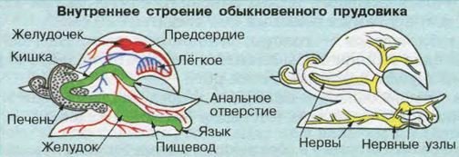 Строение прудовика обыкновенного