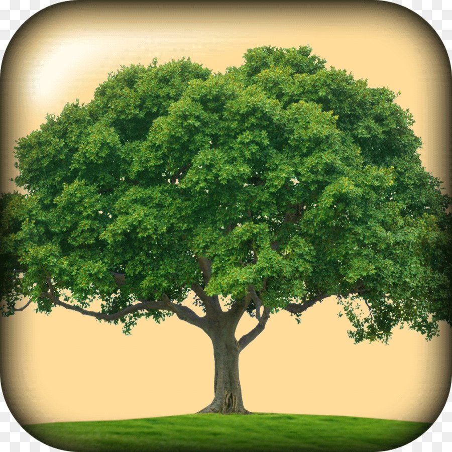 Вишня дерево PNG