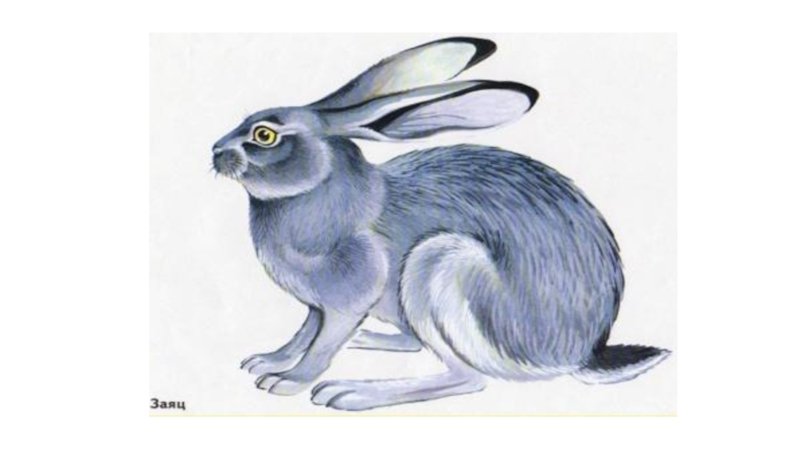 У зайца хвост короткий а уши. Заяц серый. Заяц рисунок. Заяц с длинным хвостом. Хвост зайца для детей.