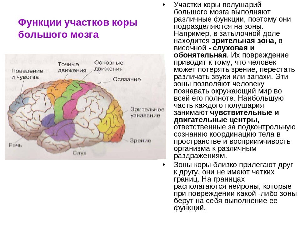 Основные зоны коры мозга. Функции зон коры головного мозга. Корковые центры коры головного мозга таблица.