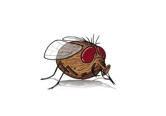 Муха с большими глазами рисунок (37 фото)