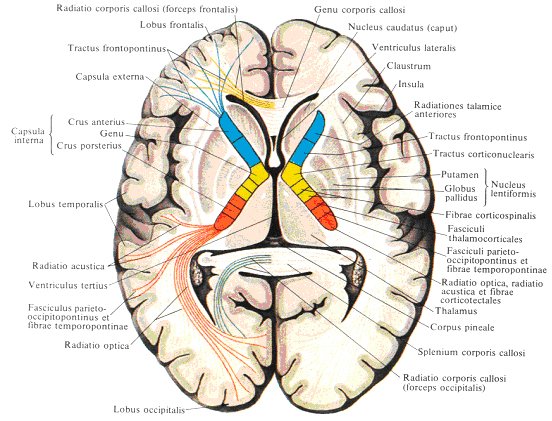 Серое вещество и белое вещество головного мозга