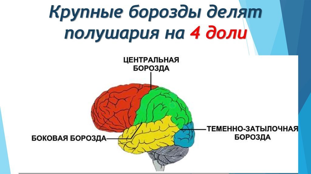 В каждом полушарии долей. Большие полушария головного мозга. Доли коры головного мозга. Доли полушарий большого мозга. Большие полушария функции.