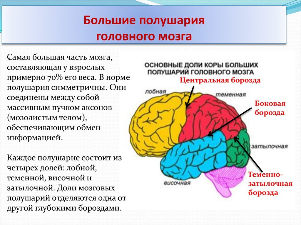 Кору и полушария в головном мозге имеют. Доли полушария головного мозга. Доли коры больших полушарий. Доли полушарий большого мозга.