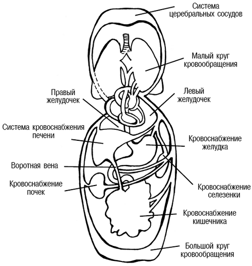 Схема большого и малого круга кровообращения человека