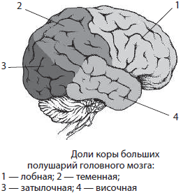 Рисунок доли и зоны коры больших полушарий (50 фото)