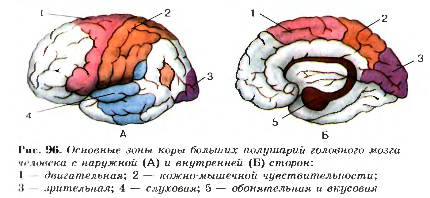 Основные зоны коры мозга. Основные зоны коры больших полушарий головного мозга. Основные зоны коры больших полушарий головного мозга рисунок 130. Центры анализаторов в коре головного мозга.