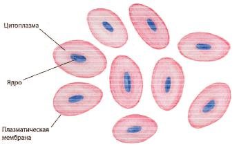 Строение клетки крови лягушки