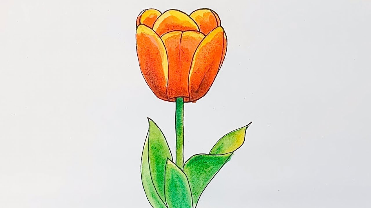 Como dibujar un tulipan