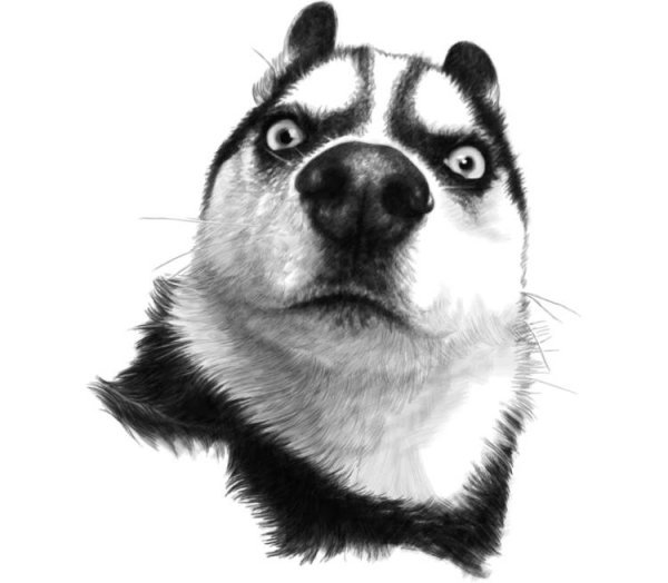 Мультяшные морда хаски