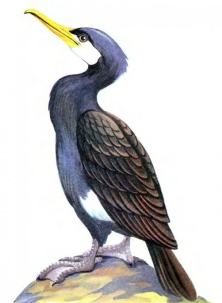 Баклан на прозрачном фоне