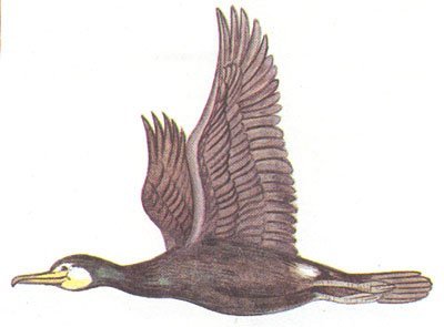 Баклан в полете раскраска