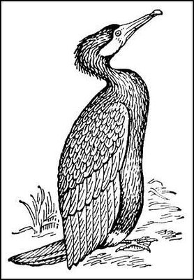 Баклан раскраска