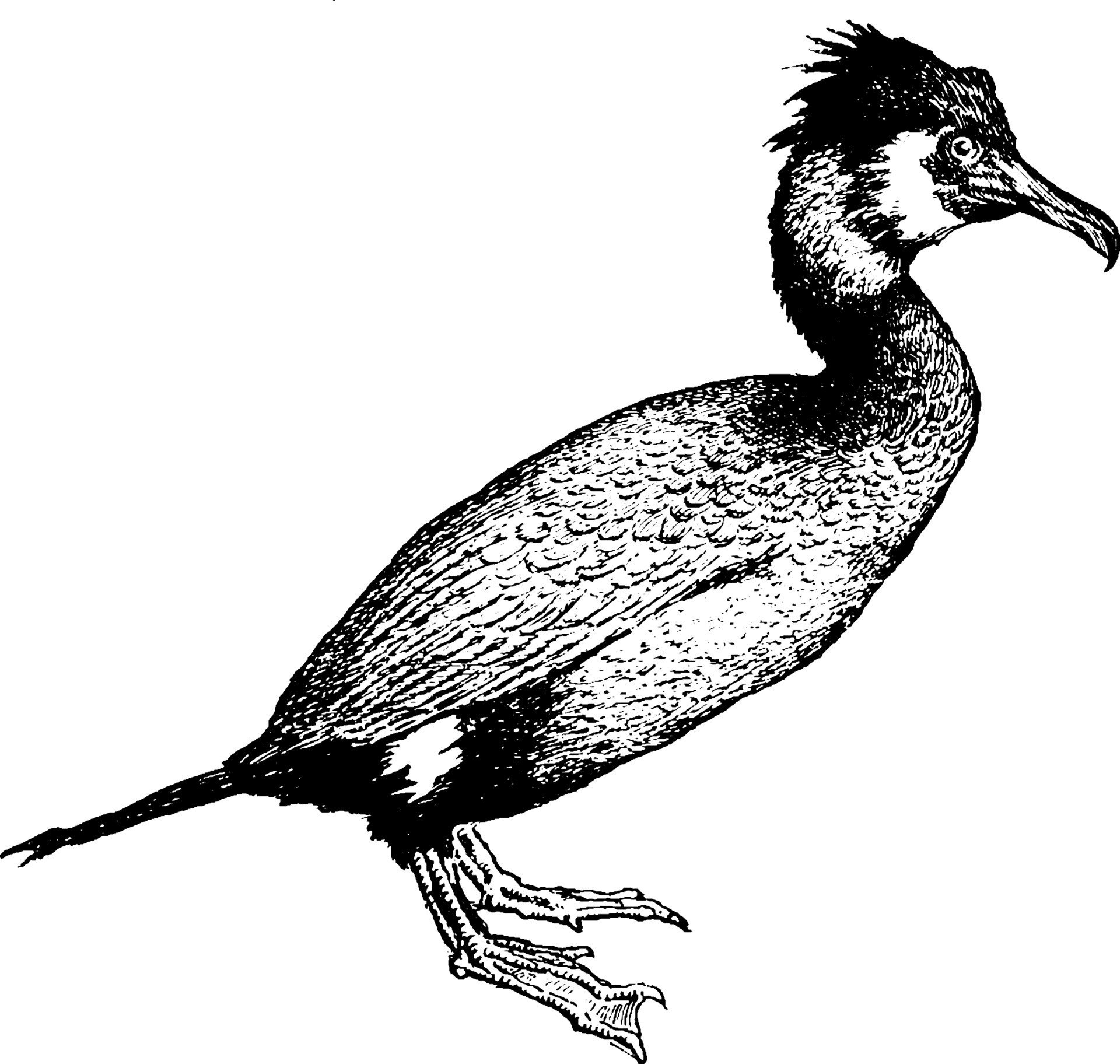 Рисунок птица хохлатый Баклан