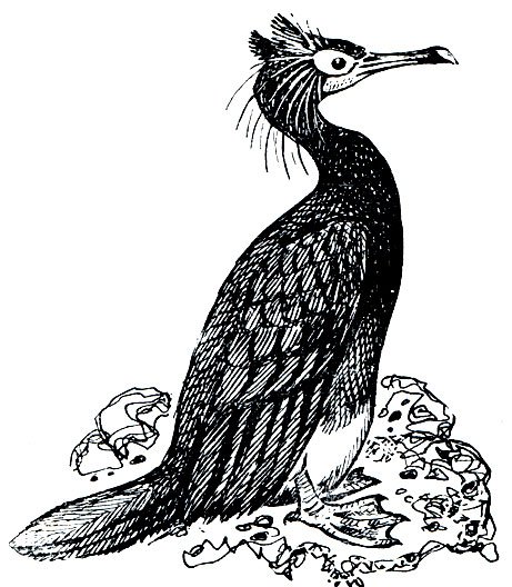 Стеллеров Баклан