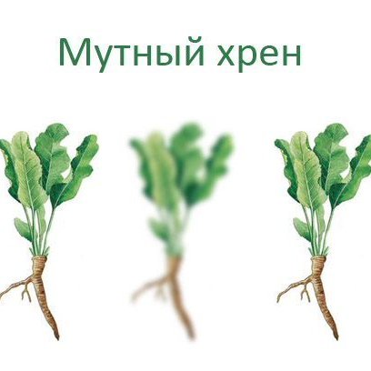 Четкий перец