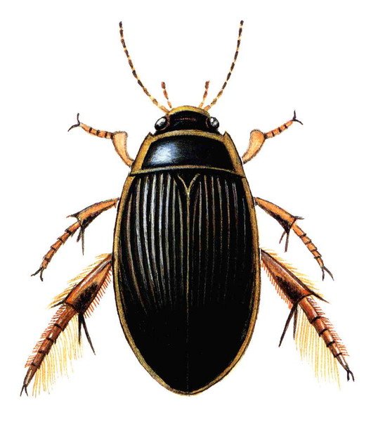 Майский Жук Рогач