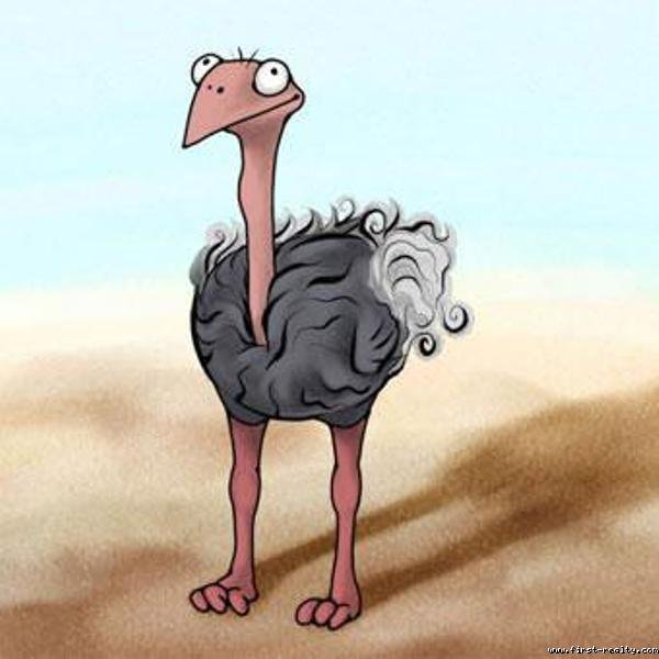 Страус засунул голову в песок