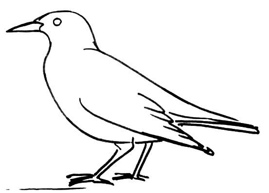 Скворец раскраска