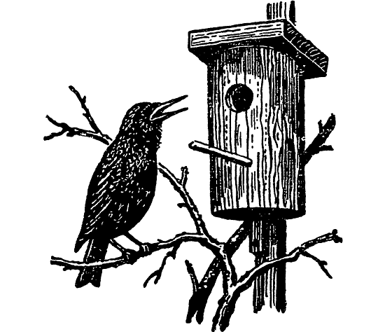 Белов скворцы