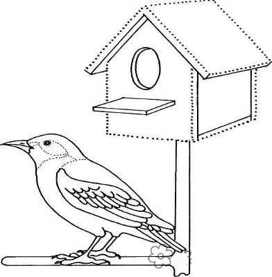 Скворец раскраска для детей