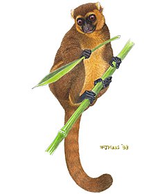 Золотистый лемур рисунки