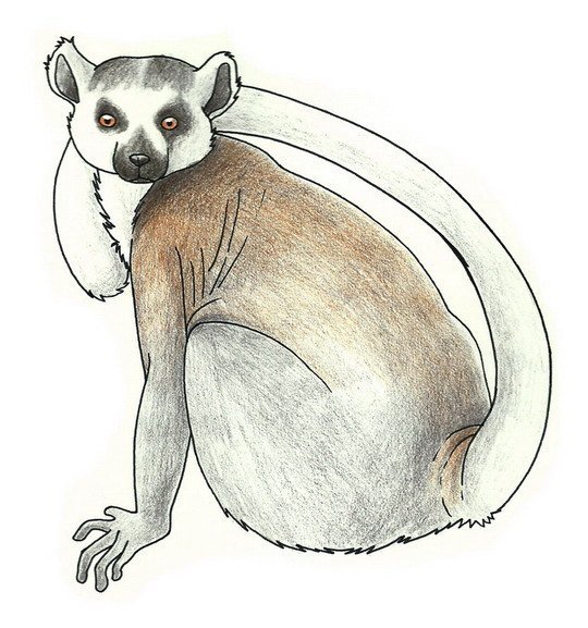Кошачий лемур рисунок