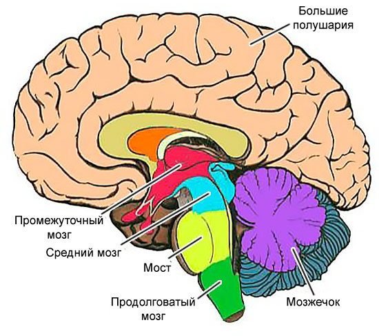 Извилины головном мозге медиальная поверхность