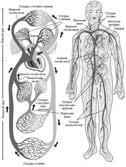Малый и большой круг кровообращения человека схема