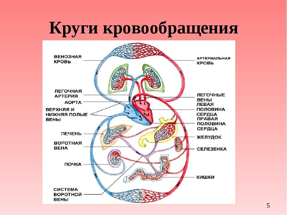 Биология 8 кровь и кровообращение. Малый круг кровообращения человека 8 класс. Малый круг кровообращения человека схема. Схема малый круг кровообращения человека 8 класс биология. Схема малого круга кровообращения схема.