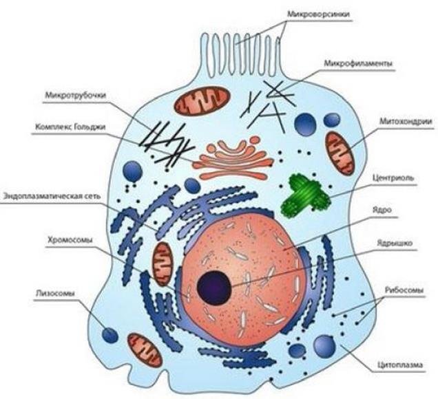 Клетка живого схема. Живая клетка клетки тела человека. Строение клетки человека рисунок. Рисунок строения клетки тела человека. Структура живой клетки.