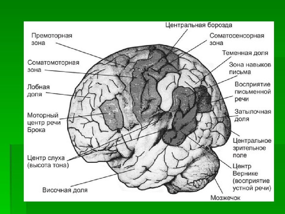 Основные зоны коры мозга. Постцентральная зона коры головного мозга. 3 Зона соматосенсорной области коры большого мозга.