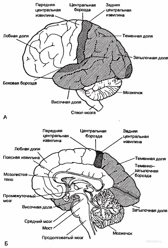 Части мозга названия. Схема строения головного мозга. Строение задних отделов головного мозга схема. Строение головного мозга вид сбоку. Общий план строения головного мозга схема.