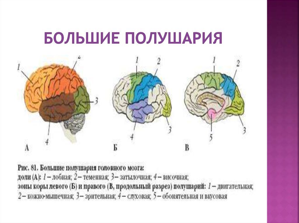 В каждом полушарии долей. Большие полушария головного мозга доли и зоны. Доли коры больших полушарий головного мозга. Доли полушария большого мозга биология 8 класс. Строение доли зоны коры головного мозга.