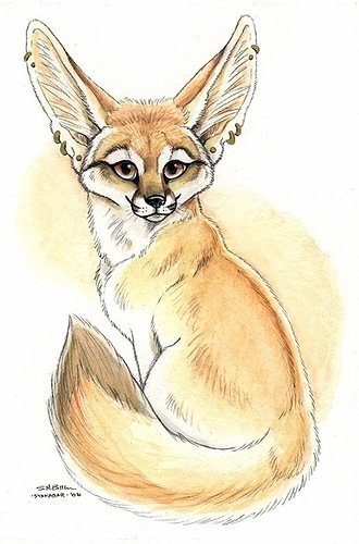 Фенек рисунок