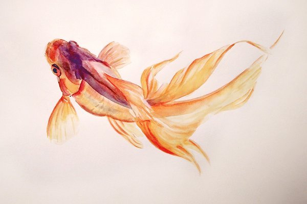 Золотая рыбка акварель