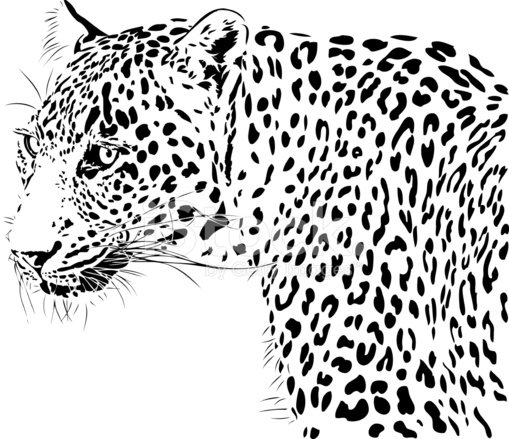 Леопард эскиз