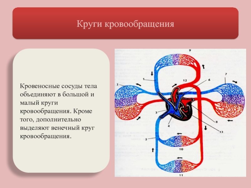 Три отдела кровообращения. Большой малый и венечный круг кровообращения. Большой круг и малый круг кровообращения сосуды. Большой и малый круг кровообращения анатомия. Схема малого круга кровообращения анатомия.