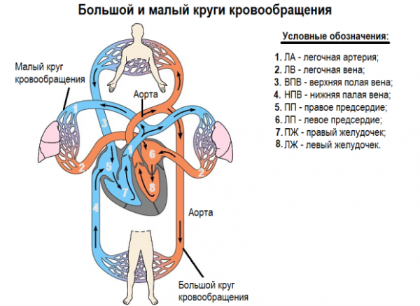 Венозный сосуд на рисунке большого круга кровообращения (50 фото)
