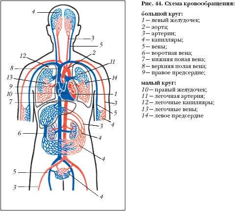Кровеносная система человека схема круги кровообращения